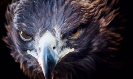 Protección del águila real: SEDARH